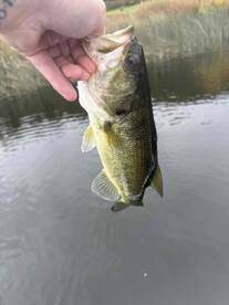 Angler holding a large Largemouth Bass above the water, showcasing a successful catch during a freshwater fishing trip.