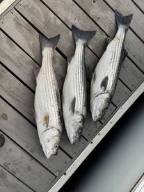 Three striped bass laid out on a dock, showcasing a successful fishing trip.