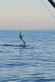 Successful Sailfish trip with Fransisco