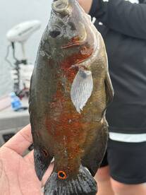 A proud angler displaying a vibrant Bluegill caught during a fishing trip, showcasing its distinctive colors and markings.