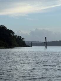 A serene view of a river landscape featuring tree stumps emerging from the water, creating a tranquil fishing environment.