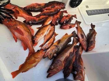 Attentive captain and first mate