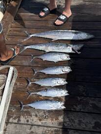 A variety of fish, including King Mackerel, displayed on a dock, showcasing a successful fishing trip.