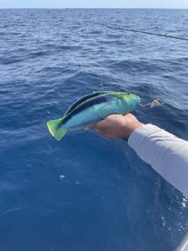 Angler holding a vibrant Blue Parrotfish while fishing in deep blue waters, showcasing the colorful species against the ocean backdrop.