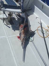 Billfish- wenn es ein Marlin werden soll!