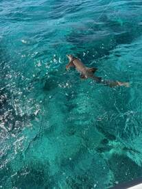 we started the day with the plan to catch a baracuda! we caught that and a nurse shark! we also caught 5 different species of reef fish!! great day would do it again!!