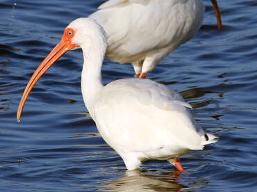 My wife is a crazy bird lady!!! So much fun!!!