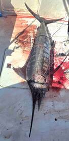 Great Fishing Experience