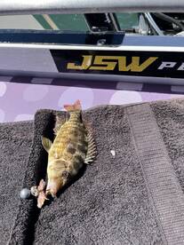 A small fish displayed on a towel aboard a boat, showcasing the catch during a fishing trip.