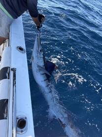 3 hrs 3 marlin!
