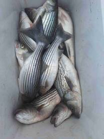 December fishing trip