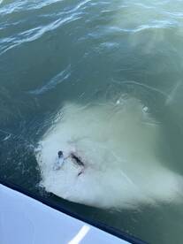 Great Dayton the water woth  Captain Ronnie