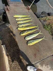 Mahi Mahi Galore!