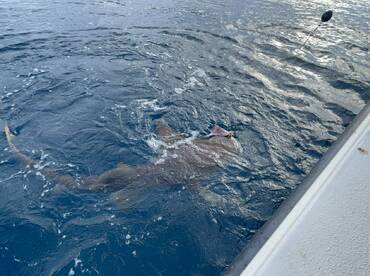 Amazing Experience for Kids and Adults