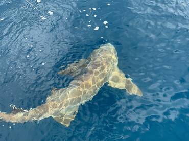 Amazing Experience for Kids and Adults