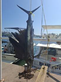 Fantastic fishing experience 