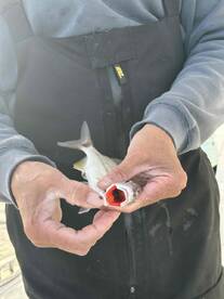 Amazing trip! Brought home plenty of fish.