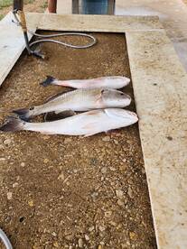 A few less Red Fish in the lake.