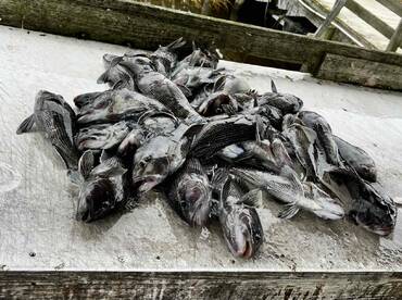 Great trip, tons of fish