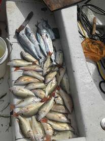 Great half day fishing