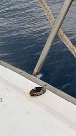 unsafe, poorly managed, misleading