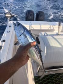 Great Christmas Catch