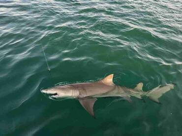 Family shark fishing for Christmas