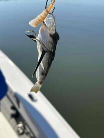 Capt Drew leads Buffalo NY Anglers to Holiday fish!!!