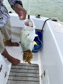 Captain Luis was Great