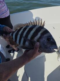 Great captain... super stable boat!