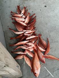 Caught so many fish all day!!! 