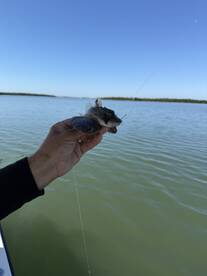 Great Trip\u2026a ton of fish