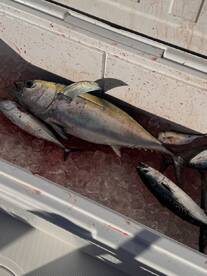 Blackfin Tuna