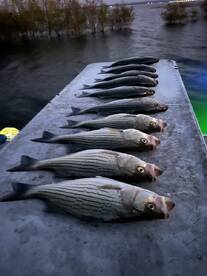 Super friendly captain and modern boat 