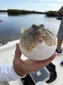 Hard working captain 