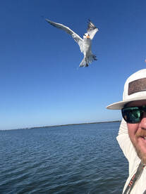 Multi species bonanza 