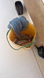 Dubai Fishing Session