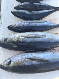 Boatload of Tunas & Fun