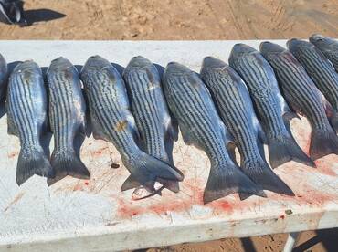 Over 100  Feisty Stripers after a Cold Front