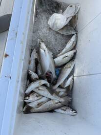 Nailed the Sand Trout!