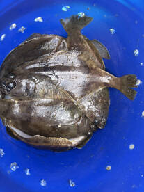 Good times - limited out!