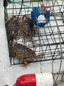 Good times - limited out!