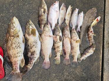 Tiger \ud83d\udc4d\ud83c\udffb\ud83d\udc4d\ud83c\udffb\ud83d\udc4d\ud83c\udffb