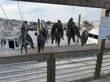 GO FISH WITH FOXLEADY SEA CHARTERS ASAP! 