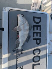 Flounder and Redfish Adventure delivered!