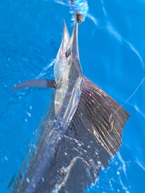 My first Sailfish