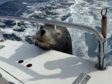 Best Marlin Fishing Experience of My Life!!