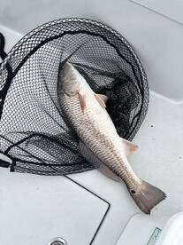 The best in the bayou!!!