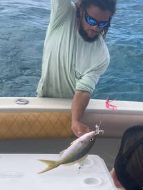 Yellow tail