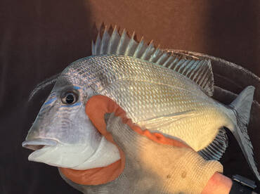 A proud angler displaying a freshly caught Snapper, showcasing its vibrant colors and details.